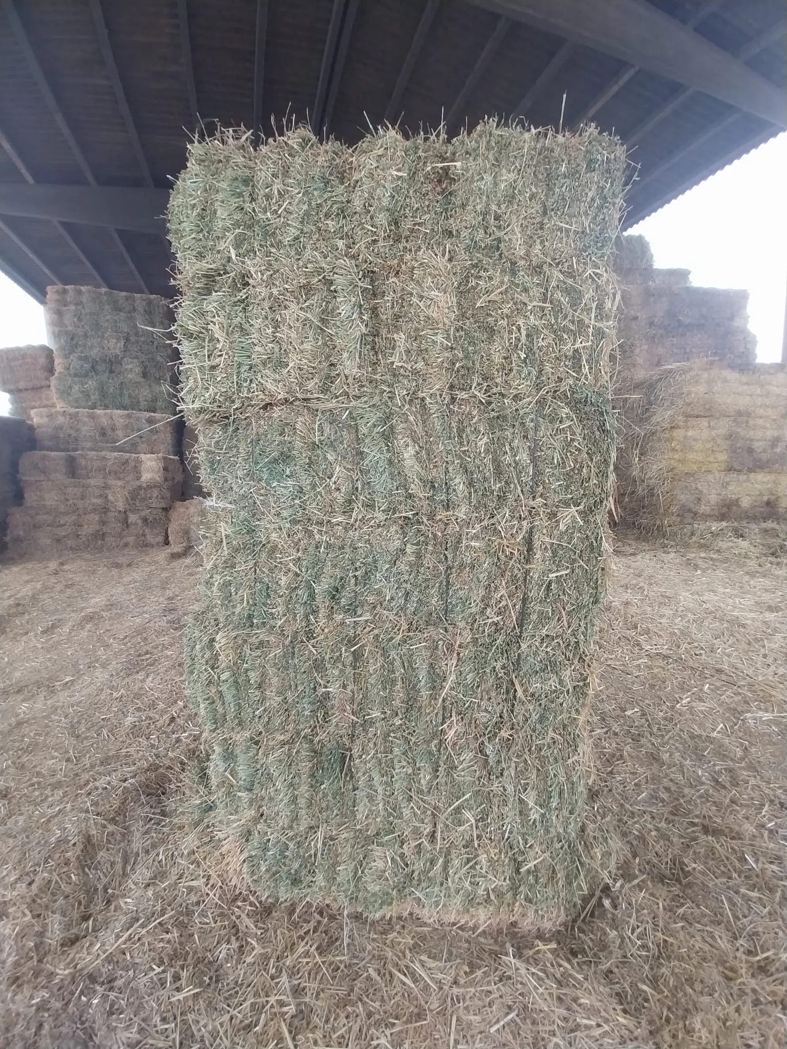 Alfalfa - deffe016 86e5 46a7 a1c7 348c960a0732 2